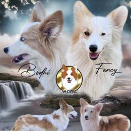 American Corgi puppies from 5H Corgis