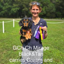 Mirage - Dachshund