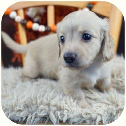 Dachshund Puppies from Misty's 101 Doxies