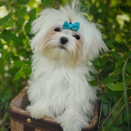 Merry - Maltese