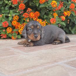 Blue - Blue and cream male Dachshund puppy in Glendale, Arizona from Collier Dachshunds