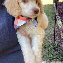 English Springer Spaniel and Poodle Puppies from Haskeez