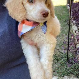 English Springer Spaniel and Poodle Puppies from Haskeez