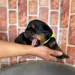 Yellow girl - Black and mahogany female Rottweiler puppy in Auburn, California from Vom Haus Flores