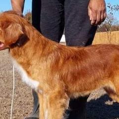 Australian Shepherds and Nova Scotia Duck Tolling Retrievers from Crandellwood