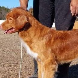 Australian Shepherds and Nova Scotia Duck Tolling Retrievers from Crandellwood
