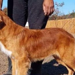 Australian Shepherds and Nova Scotia Duck Tolling Retrievers from Crandellwood