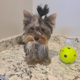 Zeus - Yorkshire Terrier