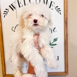 Miss R And B - White female Sheepadoodle puppy in Sulphur Bluff, Texas from V6 Ranch Dogs