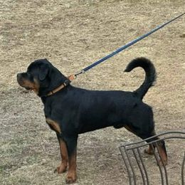 Rottweiler Puppies from Harris Hill Rottweilers