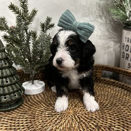 Girl 1 - Bernedoodle puppy from Little Diamond Doodles