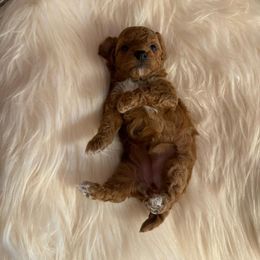Nova - Red  female Poodle puppy in Davie, Florida from Dave Poodles