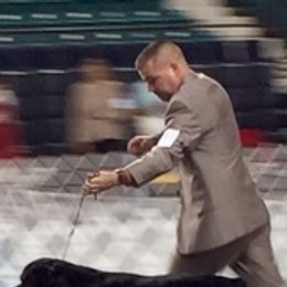 Rottweilers from Armata Rottweilers