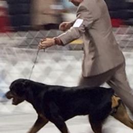 Rottweilers from Armata Rottweilers