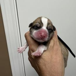 Black Collar Male - Sable male Pembroke Welsh Corgi puppy in Victoria, Texas from Clear Creek Corgis