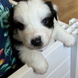 Australian Shepherd Puppies from Fly by Nite Australian Shepherds
