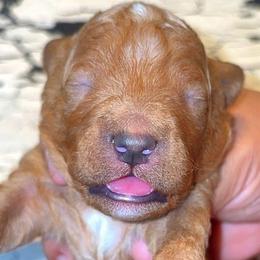 Boy 3 - Apricot male Goldendoodle puppy in Holly, Colorado from Vida’s Loving Doodles