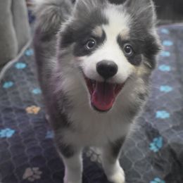 Magneto - Blue male Pomsky puppy in Boonville, Indiana from Elysian Pomskies