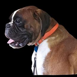 Knox - Boxer