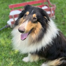 Bandit - Collie