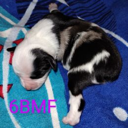 American Corgi, Pembroke Welsh Corgi, and Toy Australian Shepherd Puppies from LaRose Farm & Kennels