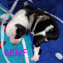 American Corgi, Pembroke Welsh Corgi, and Toy Australian Shepherd Puppies from LaRose Farm & Kennels