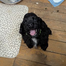 Cocker Spaniel Puppies from Midnight Cockers
