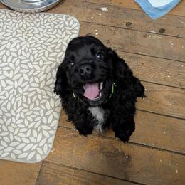 Cocker Spaniel Puppies from Midnight Cockers