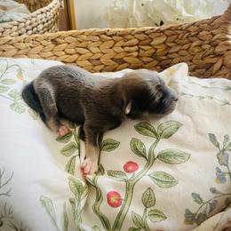 Sesame - Blue male Pomsky puppy in Greenville, South Carolina from Thicketty Mountain Pomskies