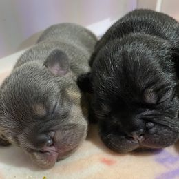 French Bulldog Puppies from Excuse My Frenchies
