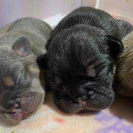 French Bulldog Puppies from Excuse My Frenchies