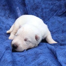 Yellow - female White Shepherd puppy in Grimes County, Texas from Double H German Shepherds