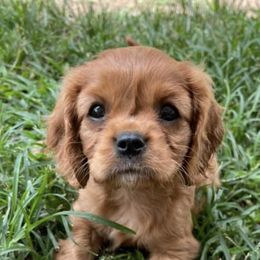 Cavalier King Charles Spaniels from Charly's Cavaliers
