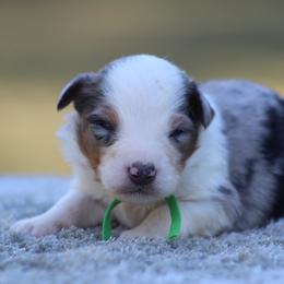 Crispin - Blue merle male Miniature Australian Shepherd puppy in Bauxite, Arkansas from J & B Mini Aussies