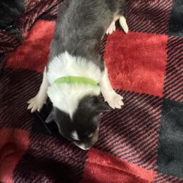 Frankincense - Black white and tan male Collie puppy in Richmond, Kentucky from Puppy Dog City