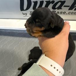 Boy 3 - Black and rust male Rottweiler puppy in Mcminnville, Oregon from JHB Rottweilers