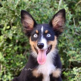 Scooby Doo - Black tri-color male Australian Shepherd puppy in Grapeland, Texas from Smokin K Aussies