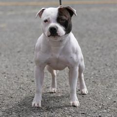 Sam - Staffordshire Bull Terrier