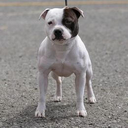 Sam - Staffordshire Bull Terrier