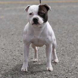Sam - Staffordshire Bull Terrier