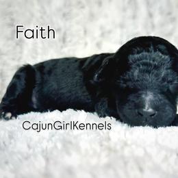Faith - Black female Poodle puppy in Denton, Maryland from Cajun Girl Kennels