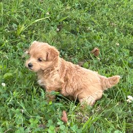 Peaches - Red female Maltipoo puppy in Oakland, Kentucky from Imperial Dogs