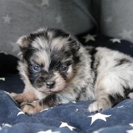 AKC Apollo - Blue merle male Pomeranian puppy in Albany, Indiana from Hatz Off Puppies
