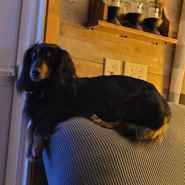 Dachshund All Grown Up from BriarRidge Dachshunds