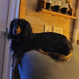 Dachshund All Grown Up from BriarRidge Dachshunds