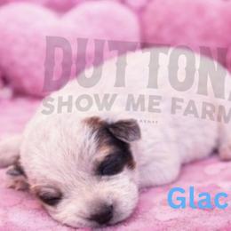 Glacier - Red mottled female Australian Cattle Dog puppy in Oronogo, Missouri from Dutton's Show Me Farms