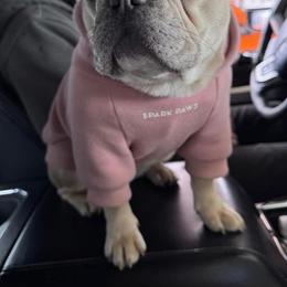 Alice - French Bulldog