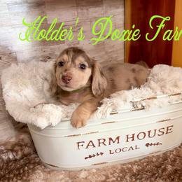 Alder - Dapple male Dachshund puppy in Atwood, Oklahoma from Holder’s Doxie Farm
