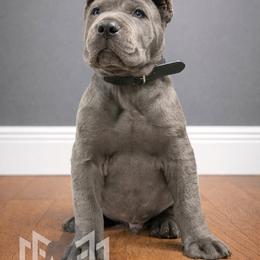 Molosser (Bully x) Puppies from Monumental Mastiffs