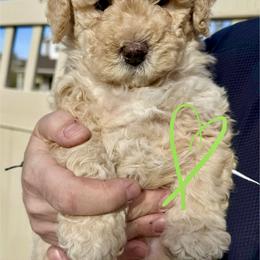 Bernedoodle, Cavalier King Charles Spaniel, and Poodle Puppies from Ellas.Pups (Bernedoodles & Cavapoos)